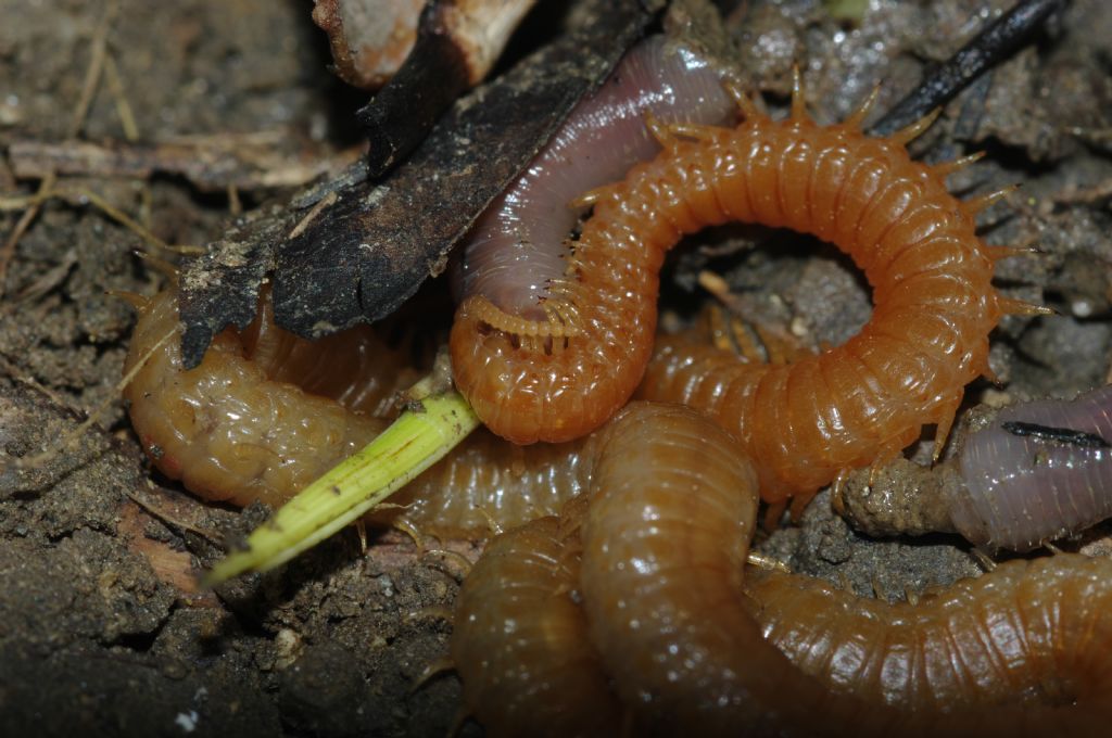 Un geofilomorfo ed un litobiomorfo si nutrono di un lombrico